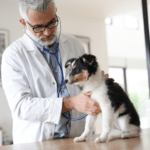 Hundefutter für Allergiker