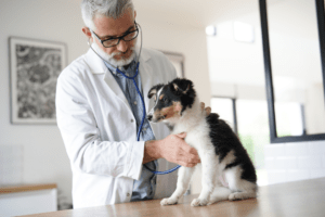 Hundefutter für Allergiker